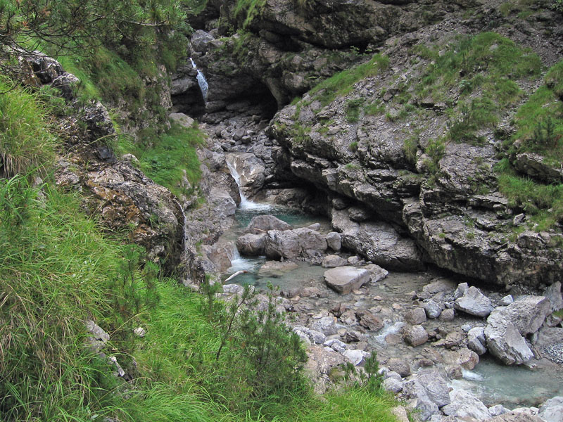 Leiobunum roseum: Dolomiti Bellunesi